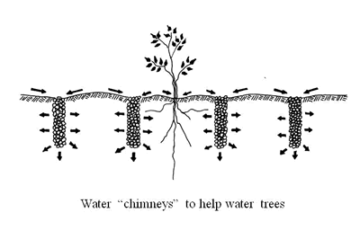 From Water Harvesting Guidance Manual<br>
Ann Audrey Phillips, illustrator<br>
With permission from City of Tucson, Department of Transportation